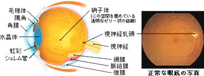 眼圧を左右するのは房水の量